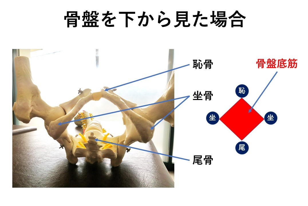 骨盤を下からみた図 骨盤底筋