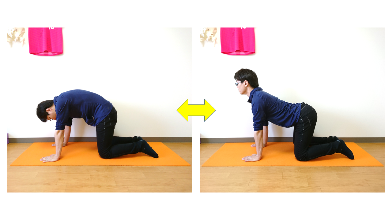 美姿勢ピラティス キャット