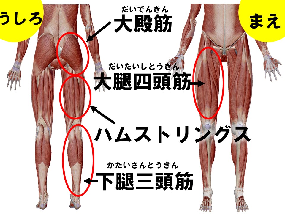 筋肉（補足資料）